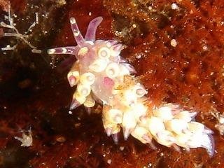 Cuthona purpureoanulata