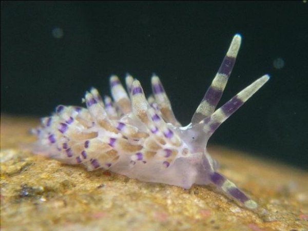 Cuthona purpureoanulata