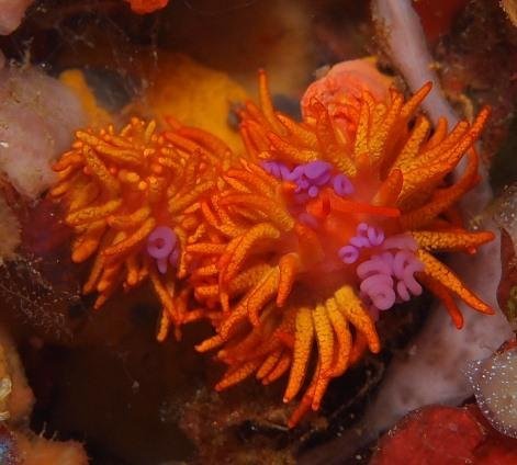 Phestilla melanobrachia