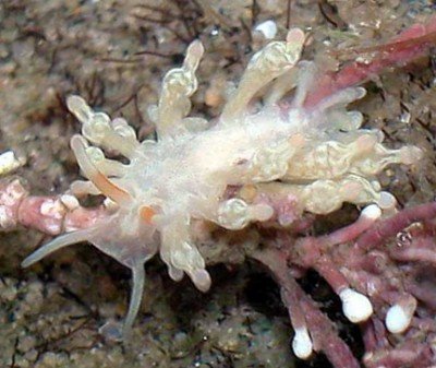 Phestilla minor