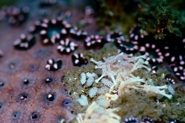 Phestilla minor