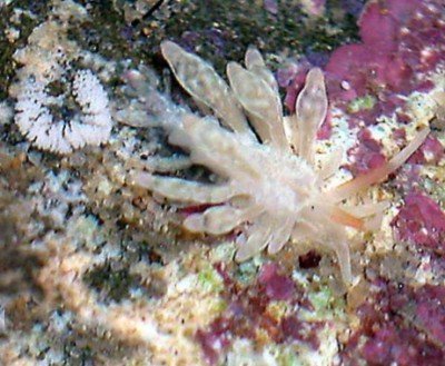 Phestilla minor