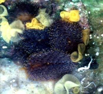 Phestilla panamica