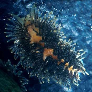Phestilla panamica